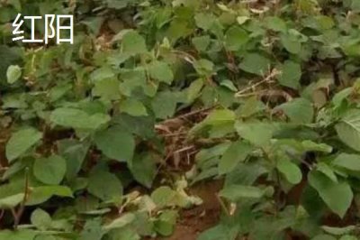 獼猴桃樹苗的價格，具體售價會受到規(guī)格和品種的影響