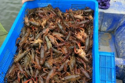 養(yǎng)蝦的利潤與成本風險