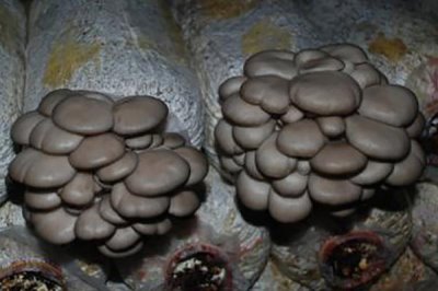 平菇如何種植才能豐產(chǎn)，關(guān)鍵是要選對優(yōu)質(zhì)高產(chǎn)的品種