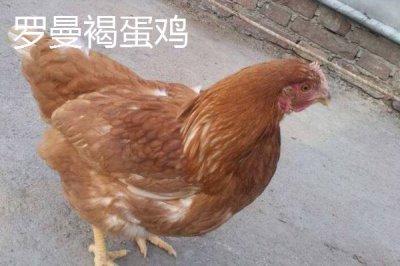 產(chǎn)蛋率高的母雞品種，因地制宜很重要