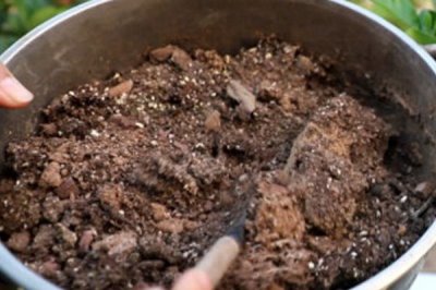 羽葉鶯蘿種子哪里有賣，線上線下都可以購(gòu)買