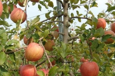 蘋果樹怎么栽培，在春天進(jìn)行定植為佳