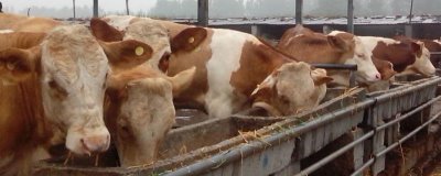 牛吃什么飼料可以快速拉骨架，玉米、豆粕、麥麩皆為適宜選擇