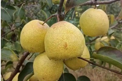處暑節(jié)氣的處的意思，可以理解為終結(jié)