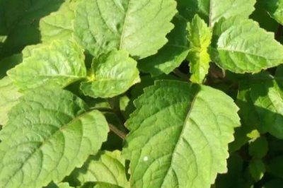 廣東種植哪些藥材能掙錢，可種植砂仁、益智、廣藿香等品種