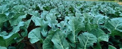 西蘭花管理技術(shù)，緩苗期主要是降溫和保濕