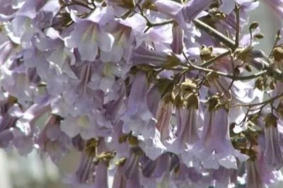 泡桐樹什么時候開花，一般3-4月開花