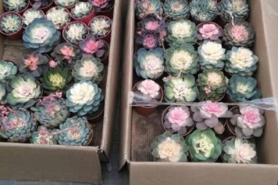 吡蟲啉在多肉上的使用方法，濃度不要太大且采用噴霧的方法