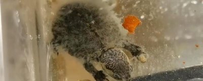 烏龜水霉病如何防治，可使用3-5%食鹽水浸浴