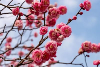 梅蘭竹菊的寓意，梅花寓意百折不撓
