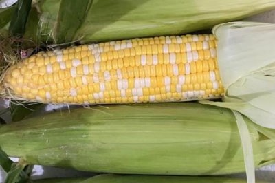 水果玉米的產(chǎn)地，可以直接生吃