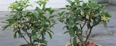 佛頂珠桂花苗的價格，批發(fā)價約2-3元/棵