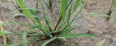 抗性稗草用什么除草劑，可以選用精惡唑禾草靈除草劑等