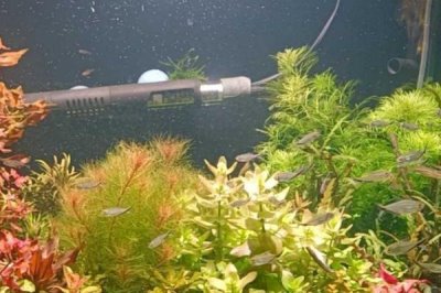 水草的養(yǎng)殖技術，養(yǎng)殖場所盡可能防止陽光照射