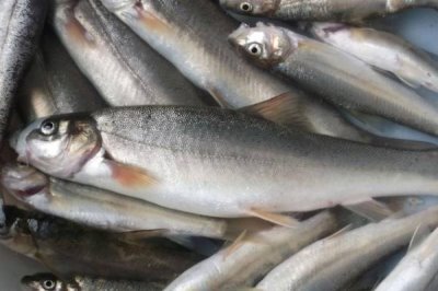 柳根魚的價格，實際售價因地區(qū)而異