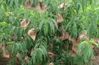 桃子套袋的時間，在桃子謝花后30-50天左右進行套袋
