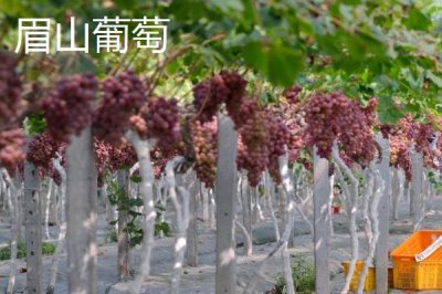 湖南冷水江市的特產(chǎn)，冷水江楊梅大如蛋