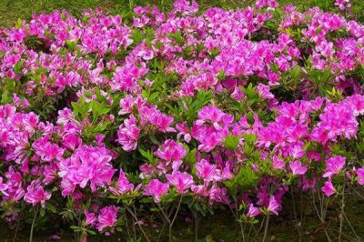 杜鵑花何時(shí)開(kāi)放，開(kāi)花時(shí)間取決于培育環(huán)境