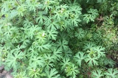 野老鸛草的發(fā)生特點，常生于田野中與植物爭奪水分養(yǎng)分
