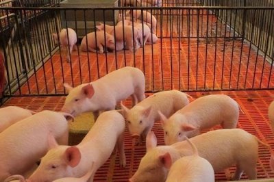 養(yǎng)100頭豬的效益，自繁自養(yǎng)的利潤(rùn)為53500元左右