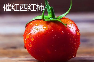 冬季如何用藥劑催紅西紅柿，催紅不宜過早