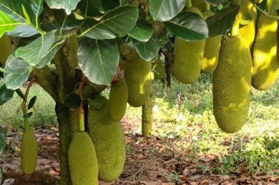 菠蘿蜜長(zhǎng)在哪里，長(zhǎng)在粗壯的樹干上