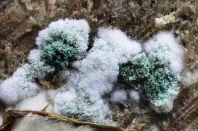 木霉菌有什么作用，能對抗和控制植物病原、病毒