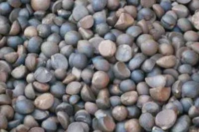 茶籽的價格，新鮮茶籽的批發(fā)價為8-12元左右/斤