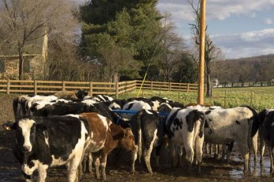 家畜飼養(yǎng)的情況，大多數(shù)企業(yè)都處于傳統(tǒng)粗放型的發(fā)展?fàn)顟B(tài)