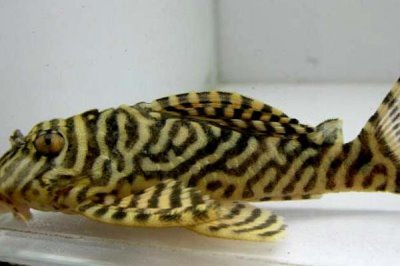 黃金斑馬異形魚好不好養(yǎng)，飼養(yǎng)難度較小