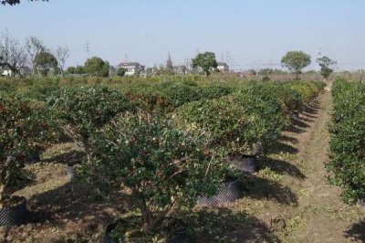 如何正確施用果園苗圃除草劑，可采用噴霧法、毒土法