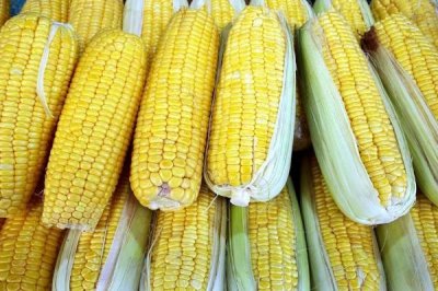 慶農(nóng)5913玉米種子特點(diǎn)，中抗輪枝鐮孢莖腐病