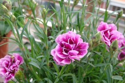 香石竹兩種病害怎么打農(nóng)藥，高濕期間可噴施代森鋅