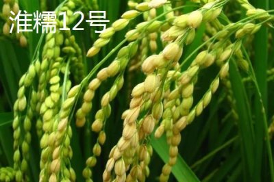 適合江蘇種植的高產(chǎn)水稻品種，了解這7種