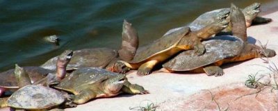 熱門的農(nóng)村水產(chǎn)養(yǎng)殖項(xiàng)目，甲魚的市場需求目前正平穩(wěn)上升