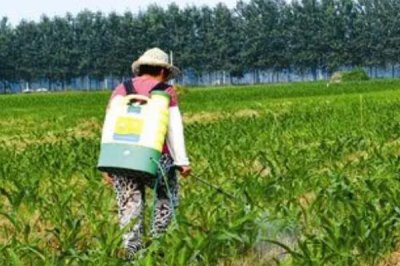 玉米除草劑一般什么時候打，在玉米3-5葉期時用藥
