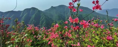杜鵑花的寓意，有鴻運高照之意