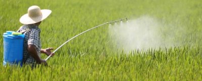 矮壯素與多效唑的區(qū)別，矮壯素溶于水、多效唑基本不溶于水