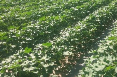 棉花滴灌施肥方法，不同肥料的滴施方式不同