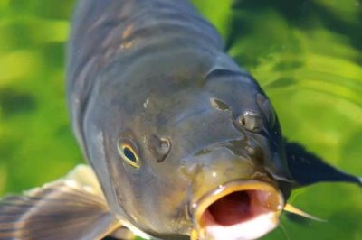 秋季能不能用蚯蚓釣鯉魚，可以垂釣但要注意打窩