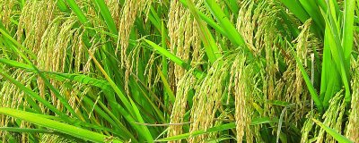 富美占水稻種子特點(diǎn)，該品種株型緊束