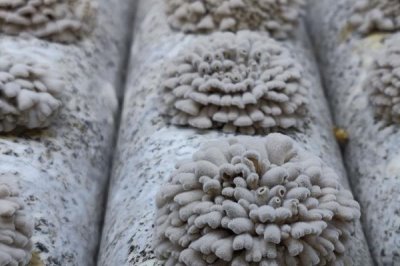白參菌的種植方法，秋季和春季都比較適合栽培