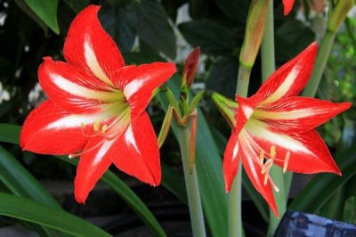 對(duì)紅的花語(yǔ)，寓意好運(yùn)、幸福