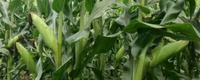 龍生3號(hào)玉米種子介紹，麥?zhǔn)蘸蠹皶r(shí)播種