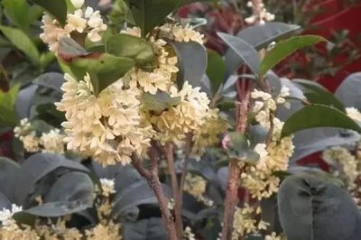 月月紅桂苗的價格，每株價格在5-20元左右