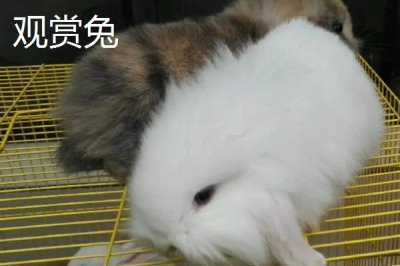 養(yǎng)殖兔子的方法，平時(shí)喂食要少量多餐