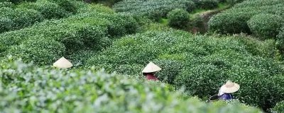 谷雨時節(jié)的習俗，采茶正值適期
