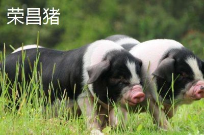 重慶市榮昌區(qū)的特產(chǎn)，盤龍生姜深受消費(fèi)者歡迎