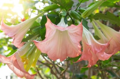 曼陀羅的花語，寓意不可預(yù)知的黑暗、誘惑等