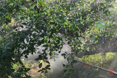 怎么防治蘋(píng)果銹病，蘋(píng)果產(chǎn)區(qū)內(nèi)的檜柏要砍除